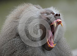 A sleepy greyish baboon yawning