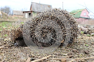 Sleepy hedgehog has not yet left hibernation