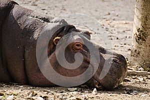 A sleepy hippo
