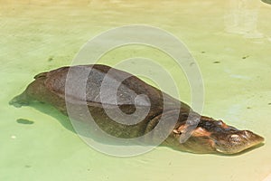 Sleepy hippo lying in the pound