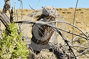 Sleepy Horned Owl