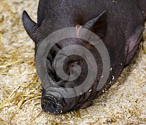 Sleepy huge wrinkly black pig