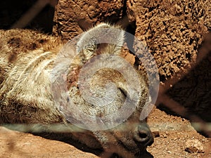 Sleepy hyena in the sun