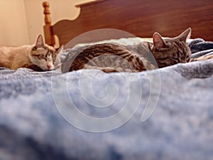 Sleepy kitties in a comfy bed