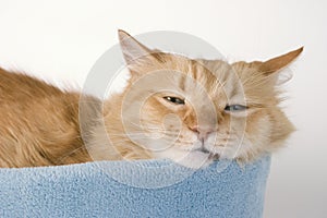 Sleepy Kitty Cat One