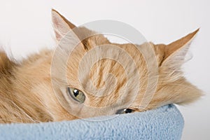 Sleepy Kitty Cat Three