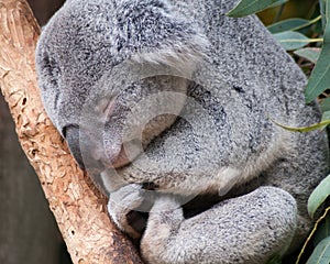 Sleepy Koala bear