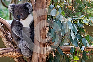 Sleepy koala bear in tree