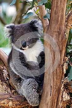Sleepy koala bear in tree