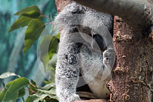 Sleepy Koala photo