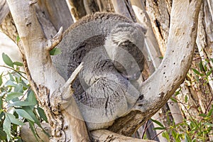 Sleepy koala in a tree catching some shut eye