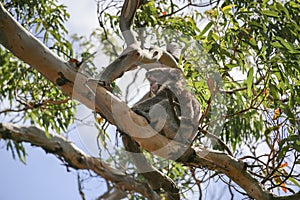 Sleepy koala yawns sitting on  branch