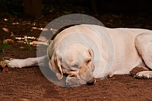 Sleepy labrador dog