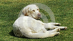 A sleepy Labrador dog on the grass