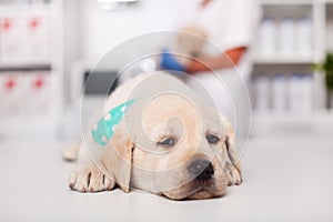 Sleepy labrador puppy dog lying on the table at the veterinary