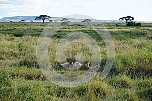 Sleepy and lazy male lion recovering in the savanna of the Serengeti