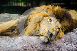 Sleepy lion