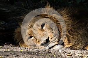 Sleepy lion