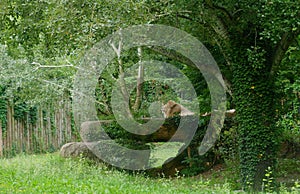 A sleepy lion in the forest.