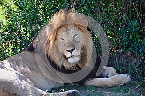 Sleepy Lion in the Shade