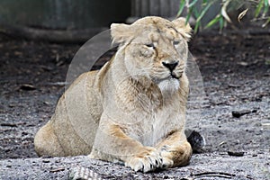 Lion