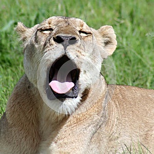 Sleepy lion yawning