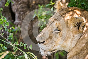 Sleepy lioness resting in the bushes in the Maasai Mara national