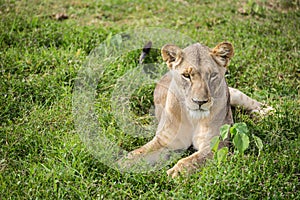 Sleepy lioness resting in the grass in the Amboseli national park (Kenya)