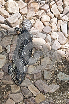 Sleepy lizard or shingle back lizard