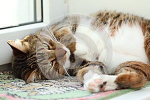 Sleepy mackerel tabby cat close-up