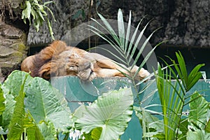 Sleepy Male Lion at Malaysia National Zoo