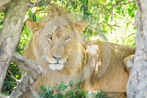 Sleepy male lion resting in the bushes in the Maasai Mara national park (Kenya).
