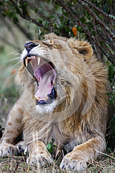 Sleepy male lion yawning, widely open mouth. Close up