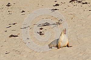 Sleepy moment for Australian Sea Lion yawning with mouth opened