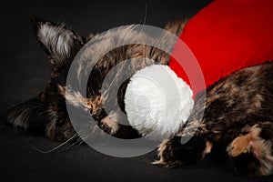 Sleepy New Year maine coon cat under red and white santa hat