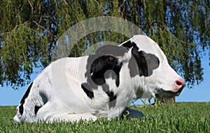 Sleepy newborn black and white calf laying ahead of willow branches