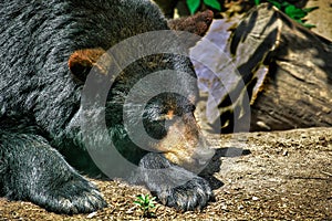Sleepy north American black bear