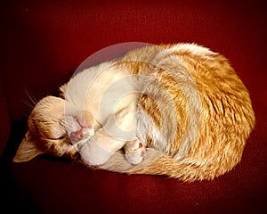 Sleepy orange cat up=side down red chair