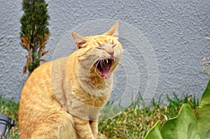 A sleepy orange Felis Catus cat photo