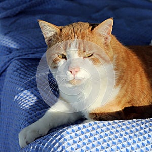 Sleepy orange tabby cat lying in afternoon sunshine on blue couch