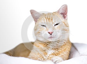 A sleepy orange tabby shorthair cat