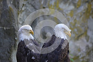 Sleepy Pair of American Bald Eagles Perched Together