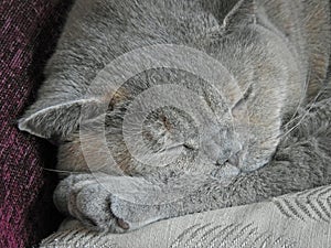 Sleepy pedigree cat