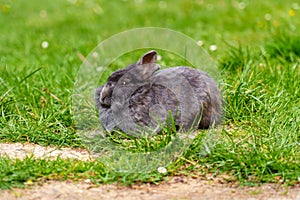 Sleepy pet rabbit with gray fur on a green grass meadow