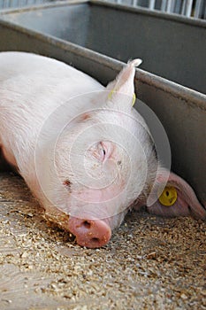 Sleepy piglet in a cage