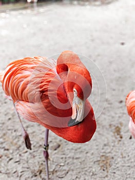 Sleepy pink flamingo close up