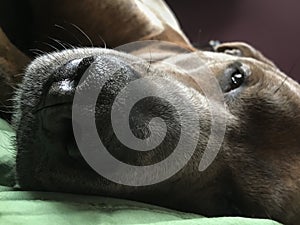 Sleepy pit bull closeup