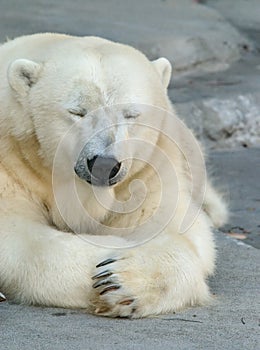 Sleepy Polar Bear