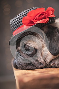 Sleepy pug dog wearing hat lying down in side view