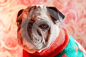 A sleepy pug in the jacket looks at the camera. Attractive dog in clothes look